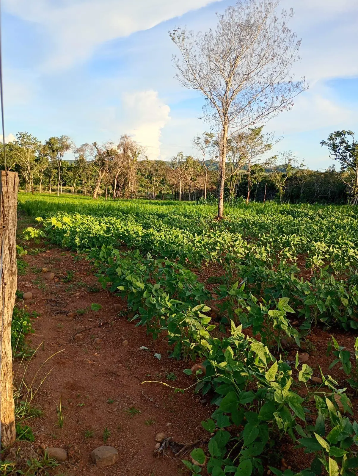 🌱🚜 Quando a parceria dá certo, a colheita aparece!